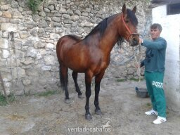 CABALLO PURA RAZA ESPAÑOLA in 