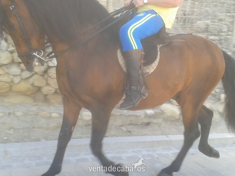 Caballos Pura Raza Española (P.R.E.) Pura Raza Española - CABALLO PURA RAZA ESPAÑOLA
