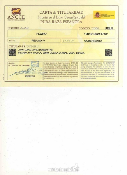 CABALLO PURA RAZA ESPAÑOLA - Caballos Pura Raza Española (P.R.E.)