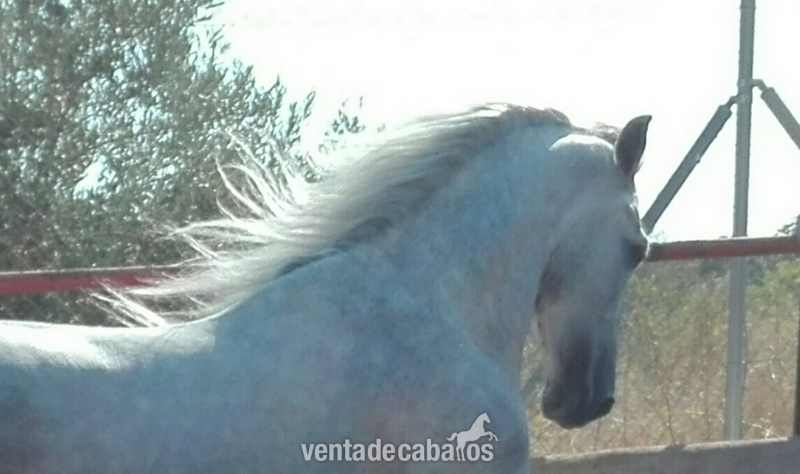 Caballos Pura Raza Española (P.R.E.) Pura Raza Española - POTRO CONCURSO HIJO JUDIO VII