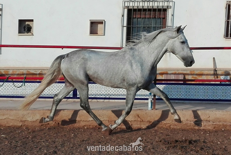 POTRO CONCURSO HIJO JUDIO VII - Pura Raza Española