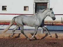 POTRO CONCURSO HIJO JUDIO VII