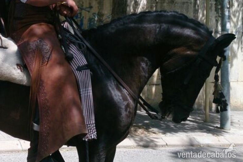  Caballo pura raza español capado doma campera  in 