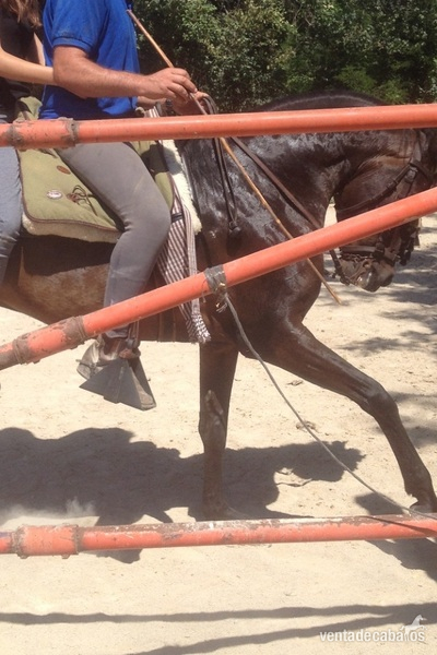 Andaluz
