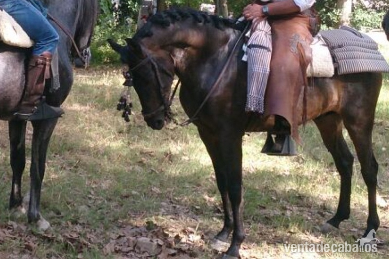 Caballos Pura Raza Española (P.R.E.) Andaluz -  Caballo pura raza español capado doma campera 