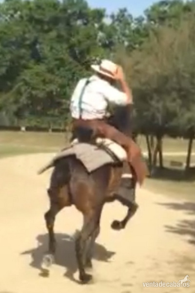  Caballo pura raza español capado doma campera  - Caballos Pura Raza Española (P.R.E.) Andaluz
