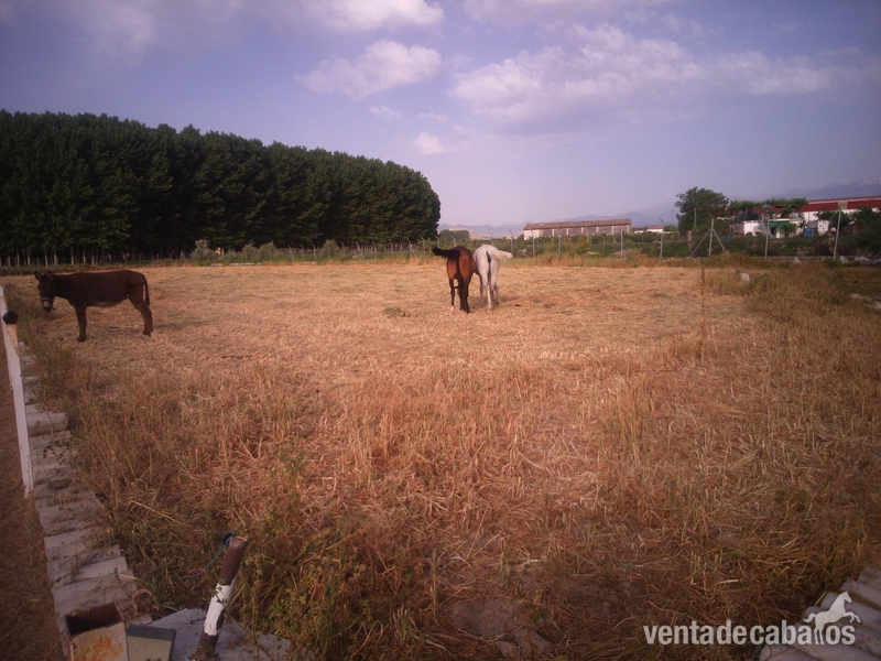 Casa rural Fuente Vaqueros in Fuente Vaqueros