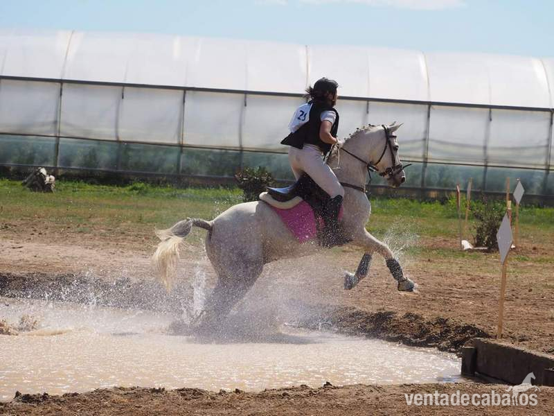 Vendo PRA, salto, doma y cross. in 