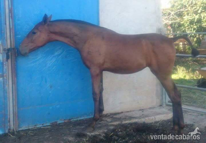 Caballos Pura Raza Española (P.R.E.) Pura Raza Española - POTRA UN AÑO LINEA YEGUADA YMAS