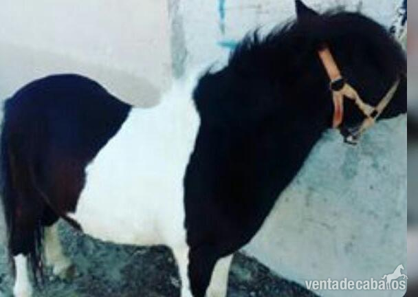 Se vende poni in 