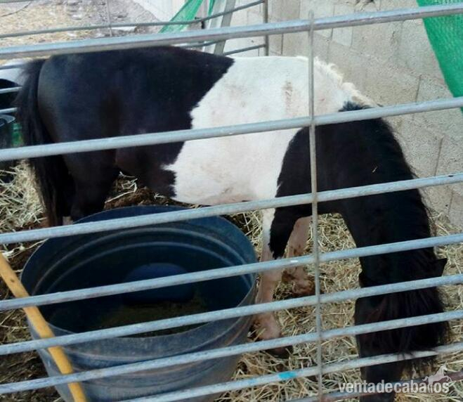 Ponis Miniatura Ponipequeñojaja - Se vende poni