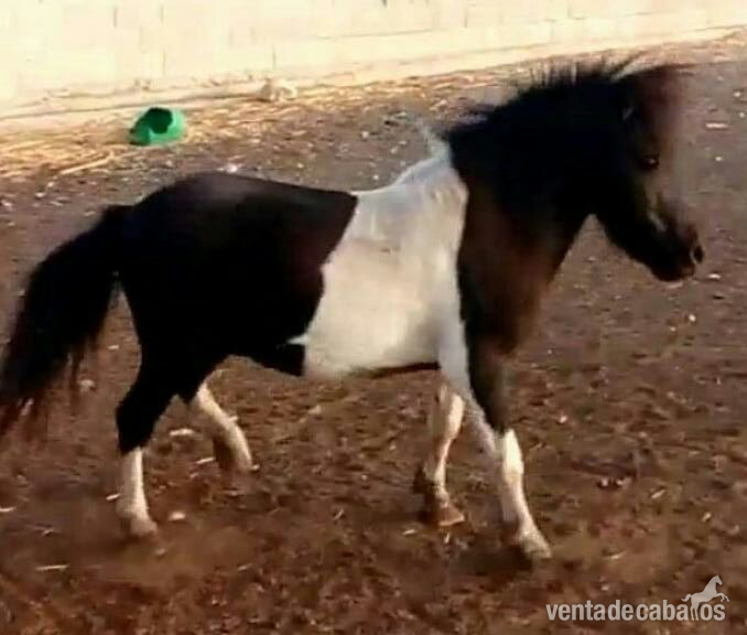 Se vende poni - Ponis Miniatura Ponipequeñojaja