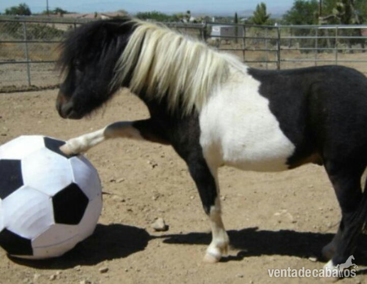Se vende poni - Ponipequeñojaja