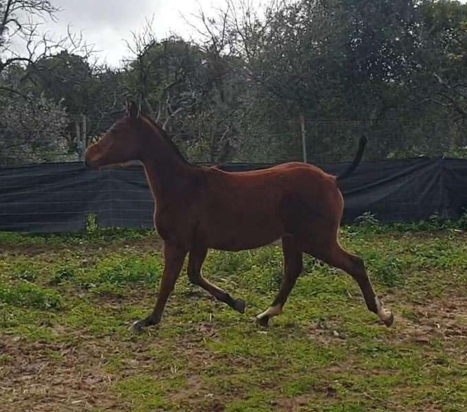Hispano-Arabe