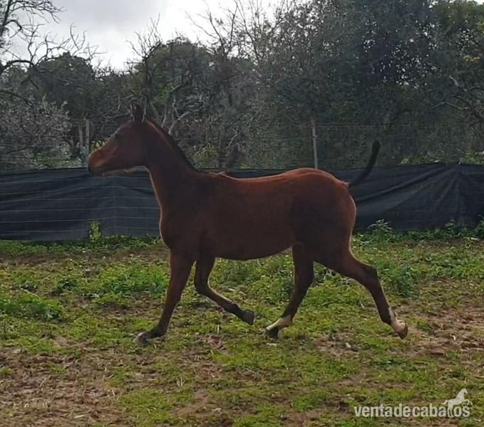 Hispano-Arabe