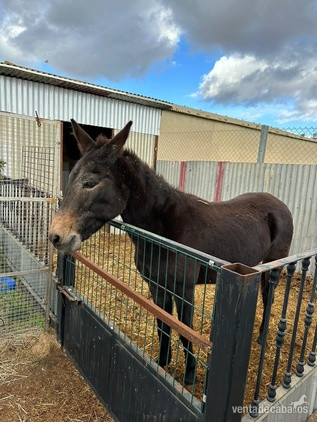 Se vende Mula - Burros
