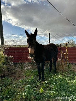 Se vende Mula in 