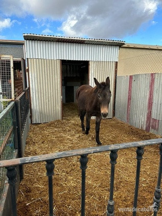 Burros EMPTY - Se vende Mula