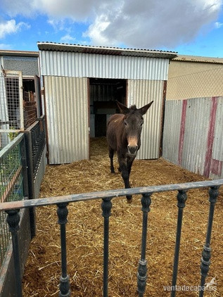 Se vende Mula - Burros EMPTY