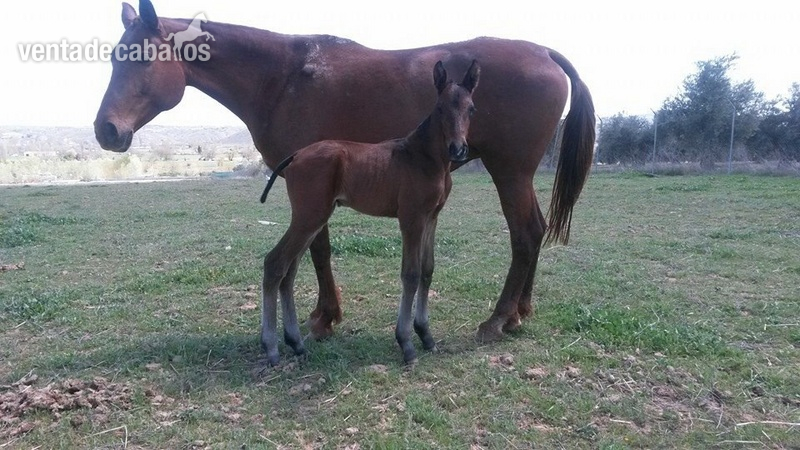 Yegua Alemana para cria o monta in 