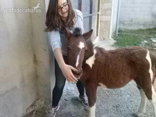 PONI DOCIL FAMILIAR in 