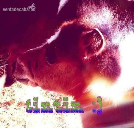 Poni Pintado Inglés {TYPE}