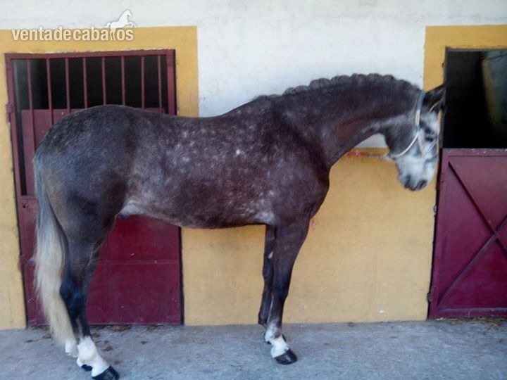 Potro lusitano 4 años in 
