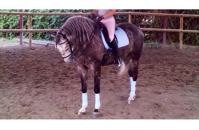 Lusitano