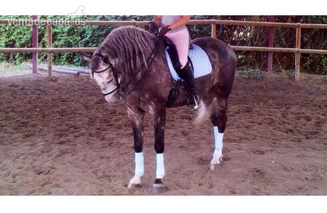 Lusitano