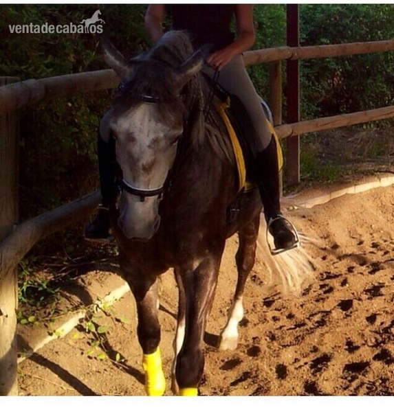 Lusitano {TYPE}