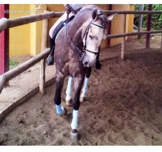 Caballos Capados Lusitano - Potro lusitano 4 años