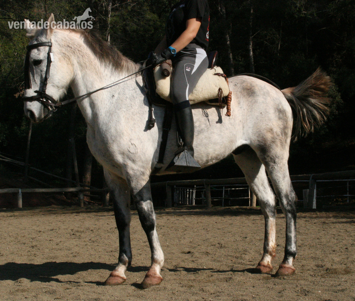 CABALLO TRES SANGRES in 