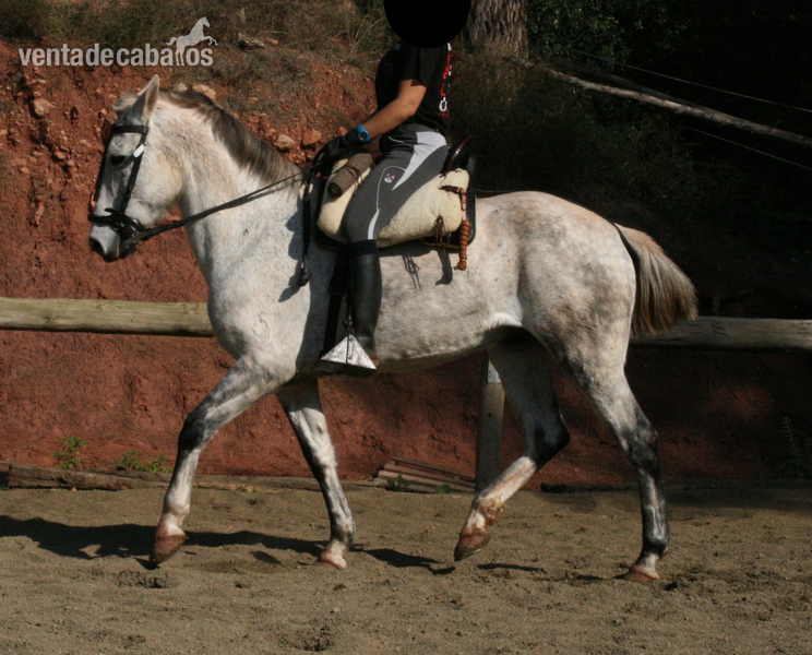 Tres sangres
