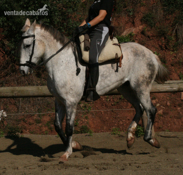 Tres sangres {TYPE}