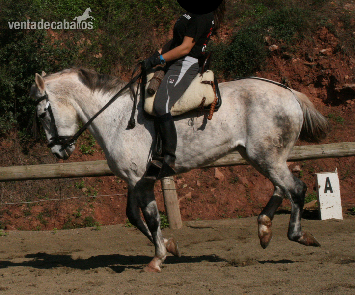 Caballos Capados Tres sangres - CABALLO TRES SANGRES