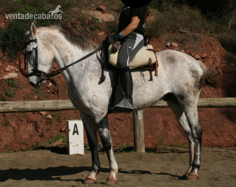 CABALLO TRES SANGRES - Caballos Capados Tres sangres