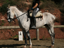 CABALLO TRES SANGRES