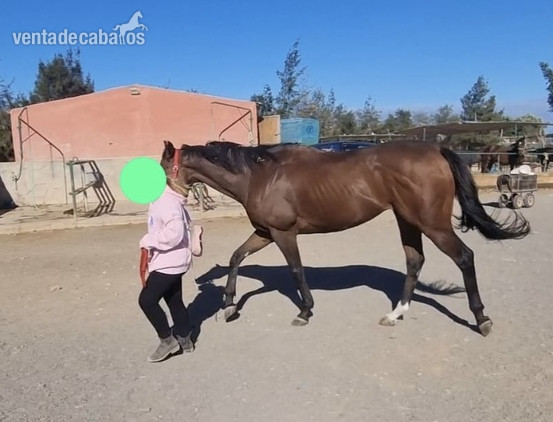 Caballos Capados EMPTY - PURA SANGRE INGLES PSI