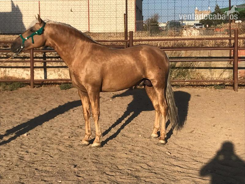 Pre palomino barroco in 