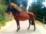  SE VENDE  YEGUA PRE ,ALTIVA  in 