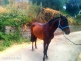 Caballos Pura Raza Española (P.R.E.) PRE -  SE VENDE  YEGUA PRE ,ALTIVA 