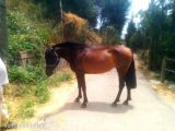  SE VENDE  YEGUA PRE ,ALTIVA  - Caballos Pura Raza Española (P.R.E.) PRE