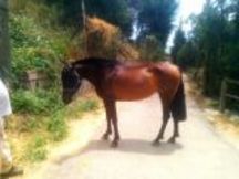  SE VENDE  YEGUA PRE ,ALTIVA 