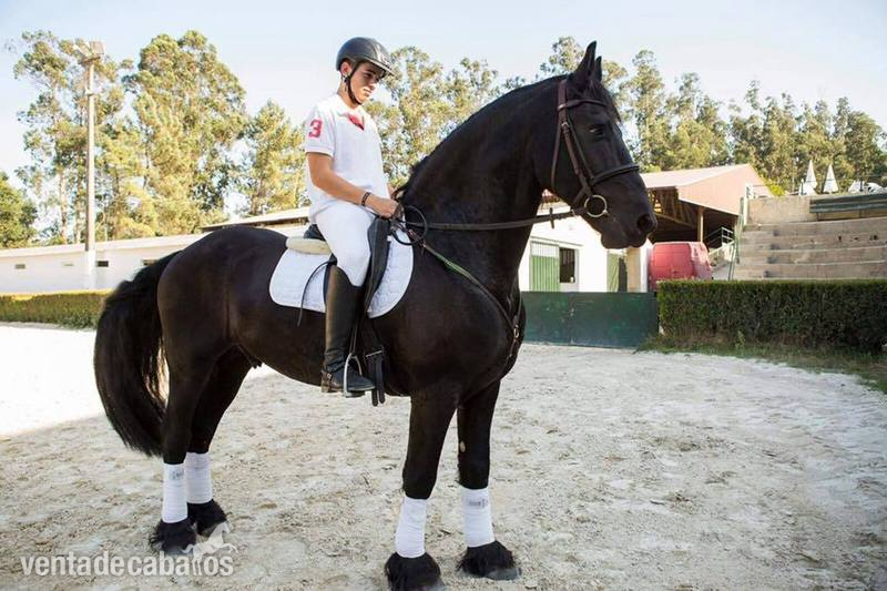 En venta Árabo Frisón Barroco con excelente carta in 