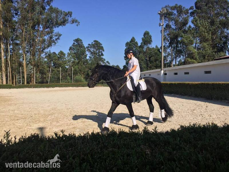 Caballos Capados Árabo Frisón  - En venta Árabo Frisón Barroco con excelente carta