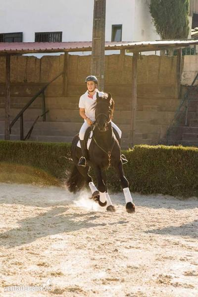 En venta Árabo Frisón Barroco con excelente carta - Caballos Capados Árabo Frisón 