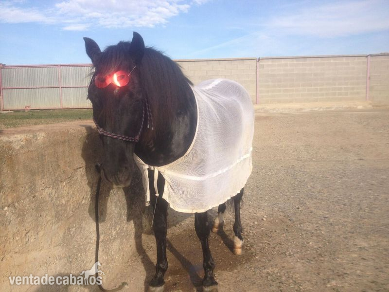 Realizo cambio trueque de PRE con doma  - Busco/Cambio/Cedo Caballo PRE