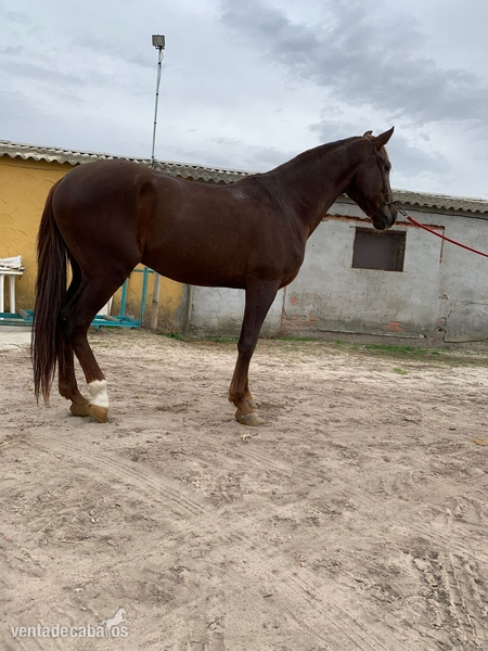 Cruzado {TYPE}