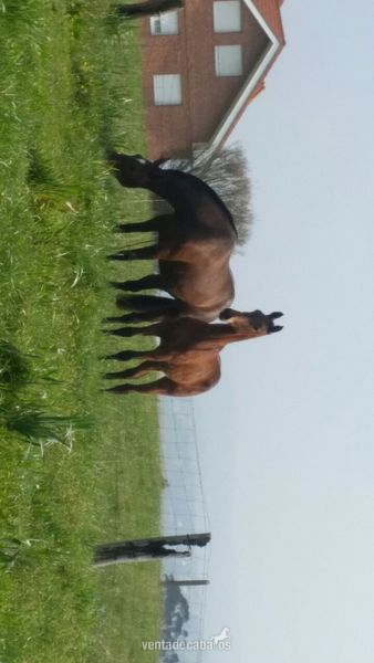 Caballos Pura Raza Española (P.R.E.) Pura Raza Española - Potro PRE de 9 meses castaño