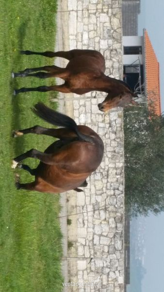 Potro PRE de 9 meses castaño - Caballos Pura Raza Española (P.R.E.) Pura Raza Española